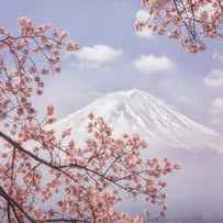 Mt.fuji In The Cherry Blossoms by Makiko Samejima