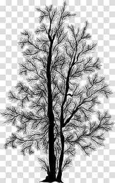 Pine Silhouettes, black tree transparent background PNG clipart thumbnail