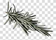 Rosemary, Yellow Fir, White Pine, Oregon Pine, Singleleaf Pine, Shortleaf Black Spruce, Jack Pine, Shortstraw Pine transparent background PNG clipart thumbnail