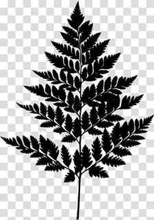 Black And White Flower, Black White M, Leaf, Plant, Tree, White Pine, Vascular Plant, Fern transparent background PNG clipart thumbnail