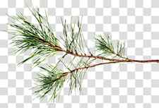 Christmas Black And White, Pine, Spruce, Christmas Ornament, Larch, Plant Stem, Twig, Ironwoods transparent background PNG clipart thumbnail