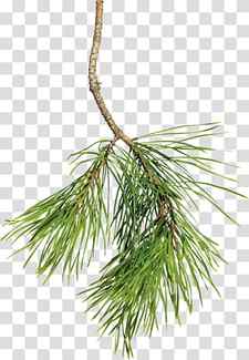 Christmas Black And White, Pine, Christmas Tree, Spruce, Christmas Day, Fir, Drawing, Branch transparent background PNG clipart thumbnail