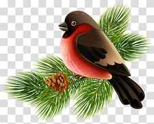 red and black bird perch on tree , Bird , Bird and Pine Branch transparent background PNG clipart thumbnail