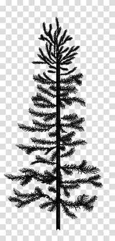 Pine Silhouettes, black pine tree illustration transparent background PNG clipart thumbnail