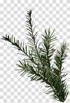 Rosemary, Shortleaf Black Spruce, Jack Pine, Yellow Fir, Balsam Fir, Lodgepole Pine, Oregon Pine, Canadian Fir transparent background PNG clipart thumbnail