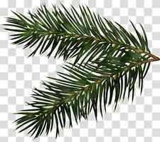 Christmas pine branch, Shortleaf Black Spruce, Columbian Spruce, Balsam Fir, Yellow Fir, Tree, Jack Pine, White Pine transparent background PNG clipart thumbnail