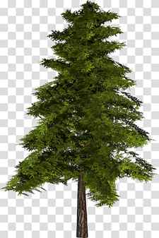 Christmas Black And White, Fir, Evergreen, Pine, Conifers, Sprucefir Forests, Blue Spruce, Tree transparent background PNG clipart thumbnail