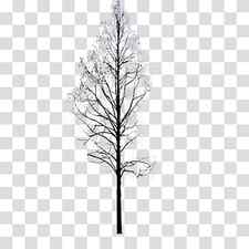 bare tree, Twig Pine Black and white Symmetry Pattern, Winter Trees transparent background PNG clipart thumbnail