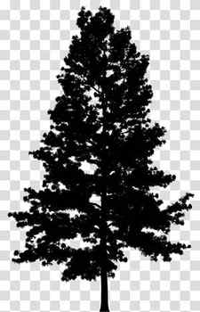 Christmas Black And White, Pine, Tree, Drawing, Fir, Branch, Spruce, Christmas Tree transparent background PNG clipart thumbnail