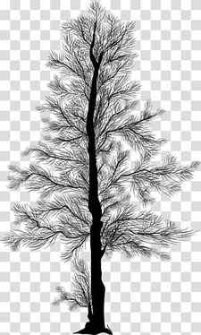 Pine Silhouettes, black bare tree transparent background PNG clipart thumbnail