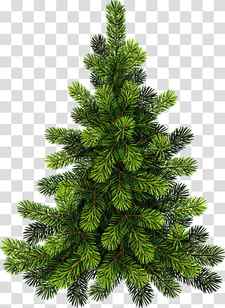 Christmas Black And White, Pine, Tree, Fir, Christmas Tree, Eastern White Pine, Conifers, Pinus Glabra transparent background PNG clipart thumbnail