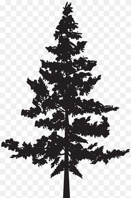 Family Tree, Conifers, Scots Pine, Bark, Branch, Black Spruce, Shortleaf Black Spruce, Lodgepole Pine transparent background PNG clipart thumbnail