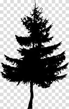 Christmas Black And White, Silhouette, Drawing, Pine, Tree, Shortleaf Black Spruce, White Pine, Colorado Spruce transparent background PNG clipart thumbnail