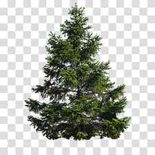 Christmas Black And White, Fir, Conifers, Scots Pine, Tree, Spruce, Branch, Conifer Cone transparent background PNG clipart thumbnail
