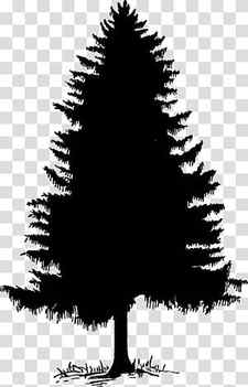 Christmas Black And White, Tree, Silhouette, Cedar, Pine, Eastern Hemlock, Fir, Drawing transparent background PNG clipart thumbnail