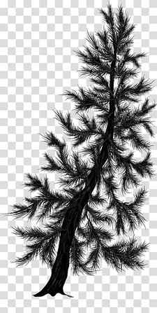 Pine Silhouettes, black pine tree transparent background PNG clipart thumbnail