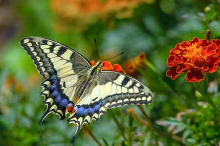 Ласточкина бабочка на цветке марийского золота — стоковое фото