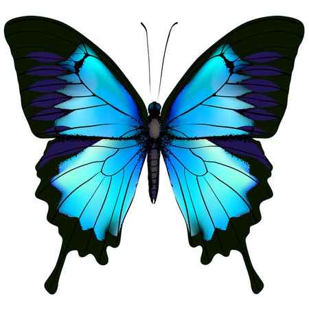 Синяя бабочка папильо ulysses (Mountain Swallowtail) изолированы — стоковое фото