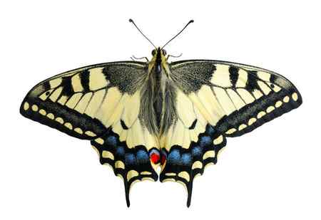 Бабочка Ласточка Листке Цветка Изолированная Коричневом Фоне — стоковое фото