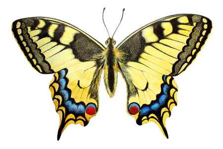 Swallowtail Papilio Machaon Красочные Бабочки Изолированы Белом Фоне Исполняется Акварелью — стоковое фото