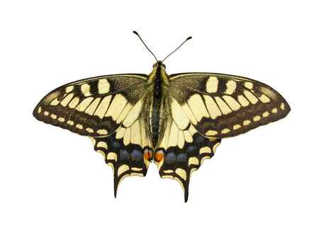 Бабочка-махаон — стоковое фото