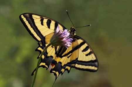 Бабочка Хвоста Тигра Papilio Alexanor — стоковое фото