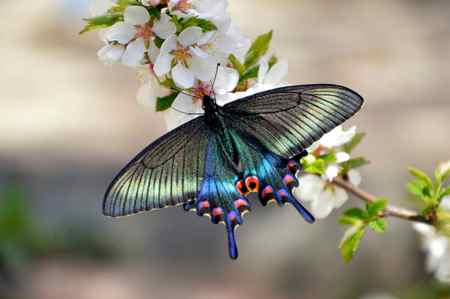 Ласточковая Бабочка Цветущей Ветке Вишни Весной — стоковое фото