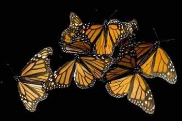 Monarchs.jpg