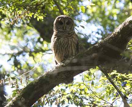 Barred owl perched above Holmes Creek in northwest Florida. Lori Ceier/Walton Outdoors
