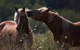 Animals, Grass, Horses, Couple, Pair, Field, Shadow, Care, Tenderness HD wallpaper