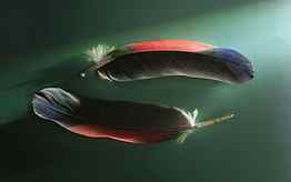 Feather, , , Couple, Pair, Form, Shadow HD wallpaper