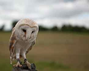 brown and white owl closeup photography, Barn Owl, tawny owl HD wallpaper