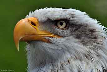 white eagle, aves, birds, raptors, Nikon D90, Sigma, animals HD wallpaper
