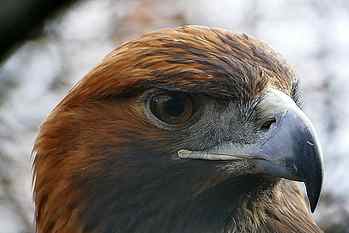 brown falcon in close up photography, Adler, eagle, Blick, vogel HD wallpaper