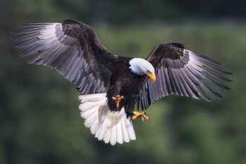 shallow focus photography of Bald Eagle, bird, eagle - Bird, wildlife HD wallpaper