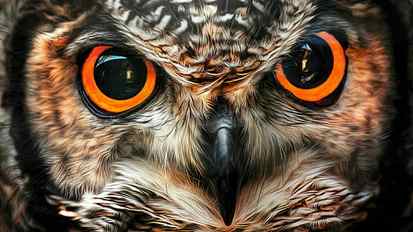 eagle owl, beak, fauna, close up, bird of prey, wildlife, eyes HD wallpaper