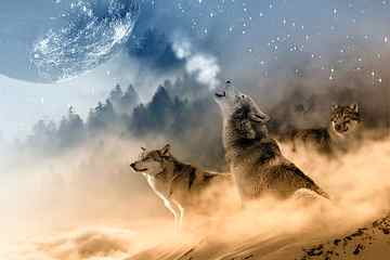 three wolves on snow howling in night during full moon, wolf HD wallpaper