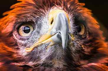 selective focus photography of golden eagle head, adler, raptor HD wallpaper