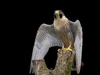 black and white eagle perching on tree branch, raptor, peregrine falcon HD wallpaper