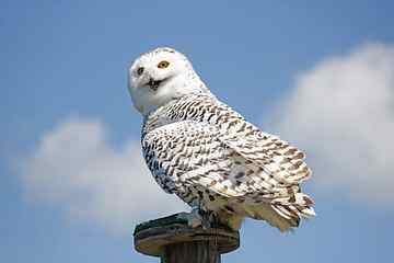 white owl perched on wooden pedestal, Hedwig, Harry Potter HD wallpaper