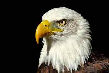 US American Eagle, Bald Eagle, Banham Zoo, Norfolk, eagle - Bird HD wallpaper