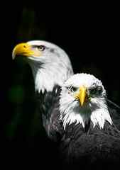Shallow Focus Photo of Two White-and-black Bald Eagles, animal HD wallpaper