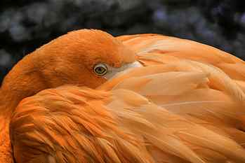 close up photography of orange bird, flamingo, flamingo, bird bird HD wallpaper