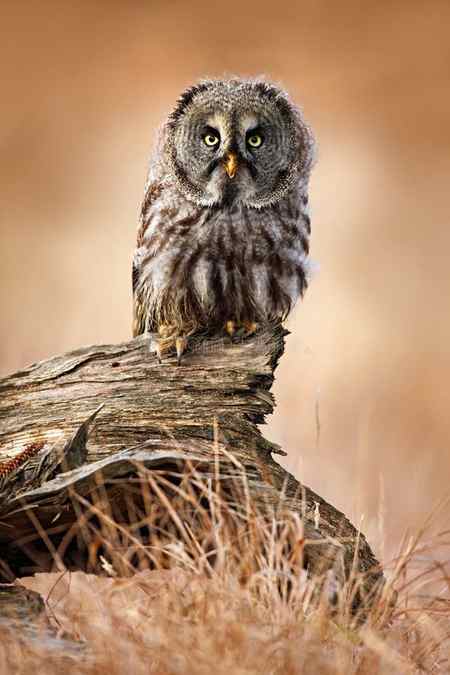 Great grey owl, Strix nebulosa, sitting on old tree trunk with grass, portrait with yellow eyes