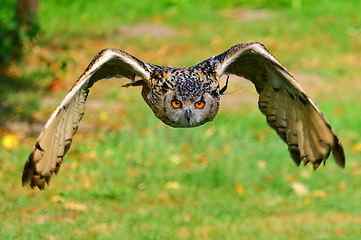 closeup photography of brown, black, and white owl flying during daytime HD wallpaper