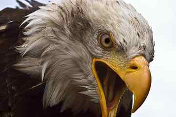 closeup photography of bald eagle, adler, white head, bird of prey HD wallpaper