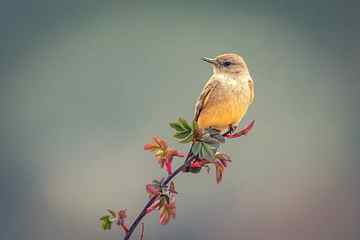 yellow short-beaked bird, selective focus photography of short-beaked yellow bird on flower HD wallpaper