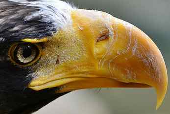 macro shot of american eagle, Extreme, Close-up, National Aviary HD wallpaper