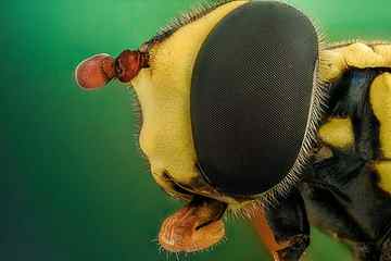 macro photography of yellow and black bee, eye, closeup, nature HD wallpaper