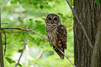 brown Owl on twig, barred owl, barred owl, AF, VR, Zoom, 70-200mm HD wallpaper